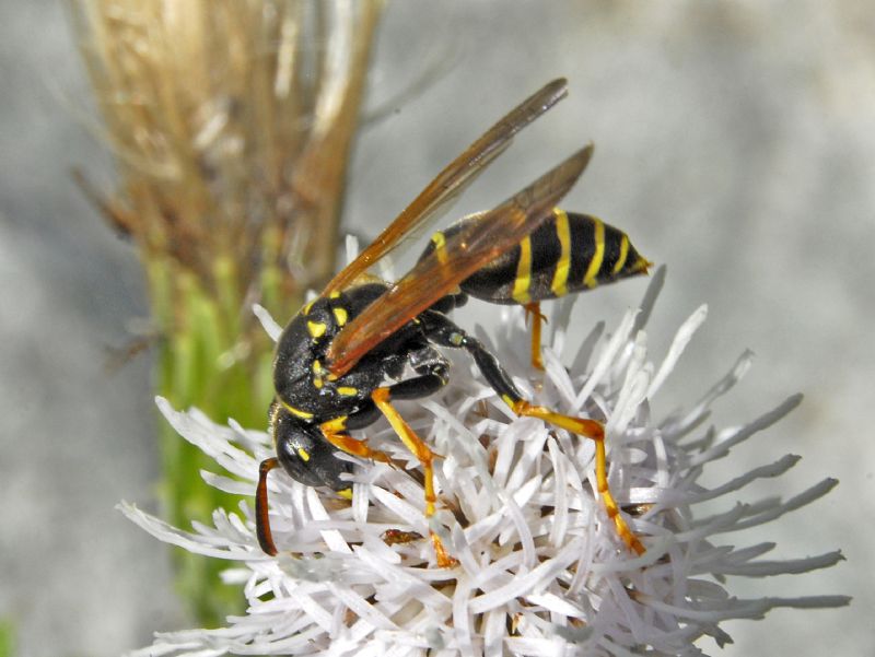 Polistes sp. (biglumis o helveticus), Vespidae